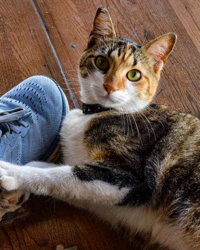 Molly se perdió en inmediaciones del Hospital San Pablo.
