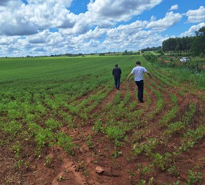Fiscalía investiga cultivos de soja en zonas sensibles del departamento de Guairá.