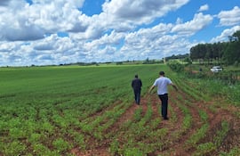 Fiscalía investiga cultivos de soja en zonas sensibles del departamento de Guairá.