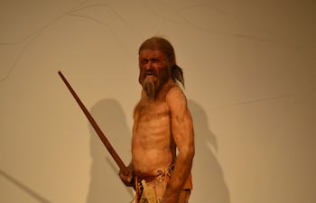 Bolzano, Italia. Reconstrucción de la momia de Ötzi, el Hombre de Hielo, expuesta en el Museo de Arqueología del Tirol del Sur.