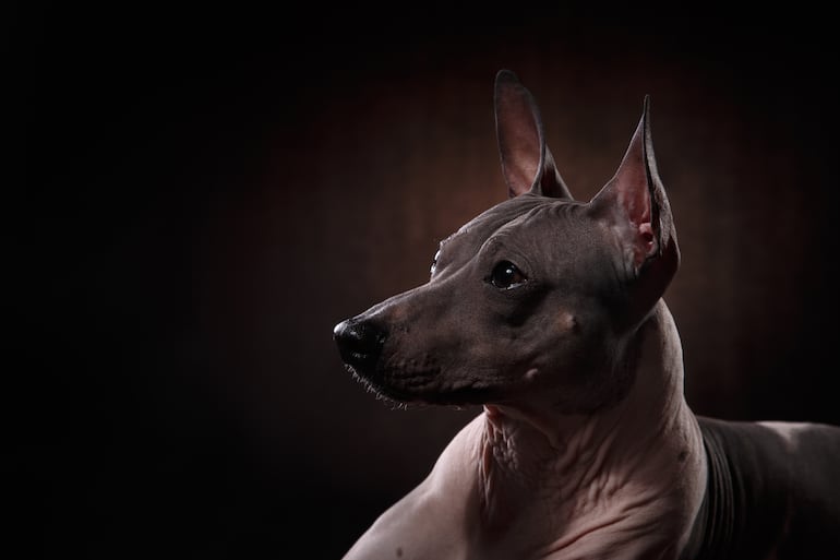 Perro de la raza Xoloitzcuintle, imagen ilustrativa.
