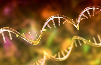 ARN mensajero, imagen ilustrativa.