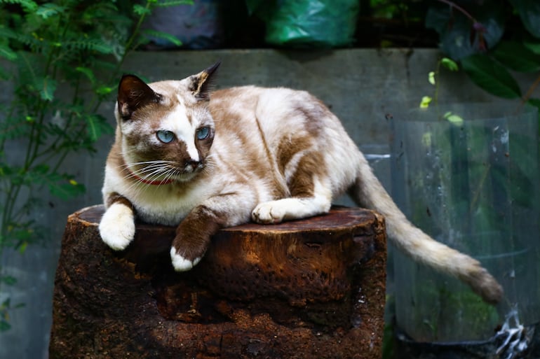 Gato siamés tortie point.