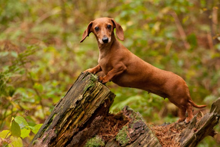 Dachshund o perro salchicha.