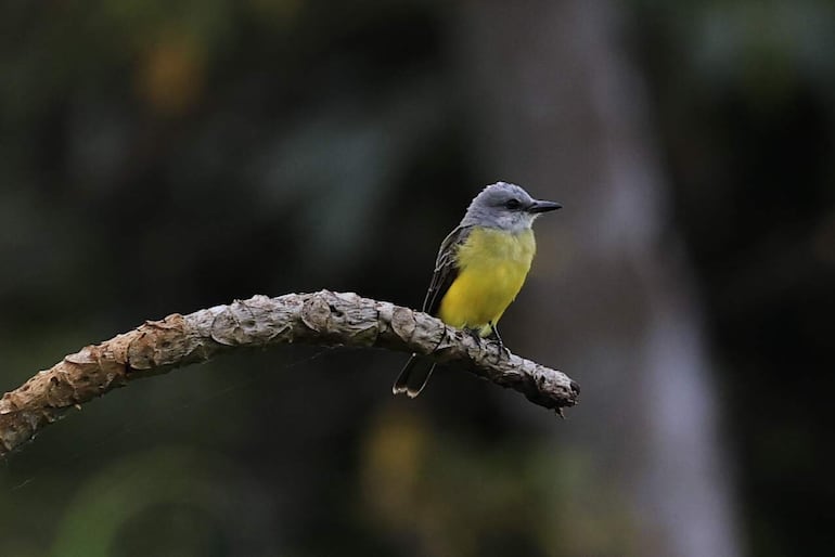 Fotografía que muestra un ave de la especie Tyrannus melancholicus este viernes, en la Chorrera (Panamá).