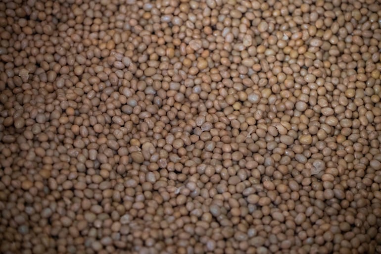 Esta fotografía, tomada el 15 de mayo de 2026, muestra granos de soja después de ser cocidos a presión en la planta de producción de natto Kamakurayama, en Kamakura, prefectura de Kanagawa.