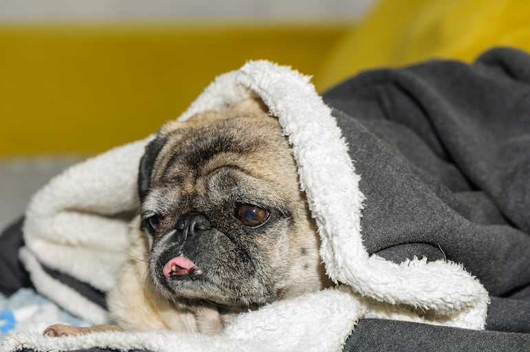 Perro enfermo, imagen ilustrativa.