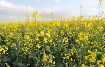 La canola es una opción rentable como cultivo de otoño-invierno.