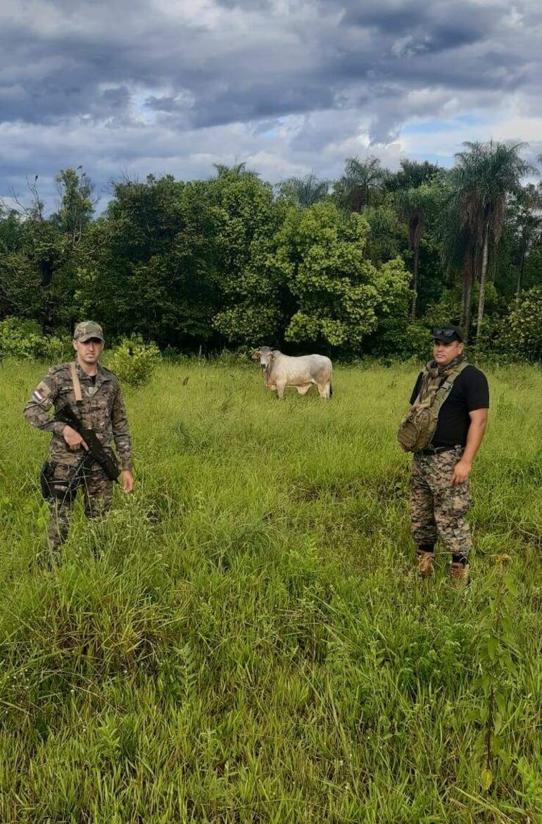 Agentes recuperaron un toro desaparecido.