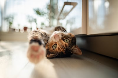 Gato.