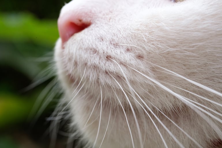 Gato y sus vibrisas.