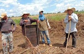 En algunas parcelas agrícolas de la zona de San Pedro ya están realizando la cosecha del producto de la zafra 2025-2026