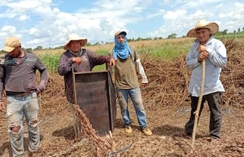 En algunas parcelas agrícolas de la zona de San Pedro ya están realizando la cosecha del producto de la zafra 2025-2026