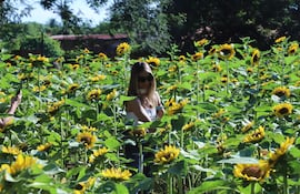 Los organizadores estiman que habrá unas 7.000 flores de girasol disponibles al público.