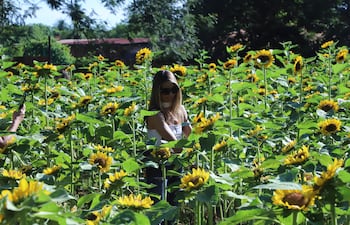 Los organizadores estiman que habrá unas 7.000 flores de girasol disponibles al público.