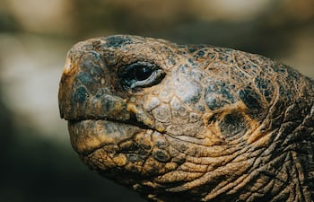 Tortuga gigante de Galápagos.