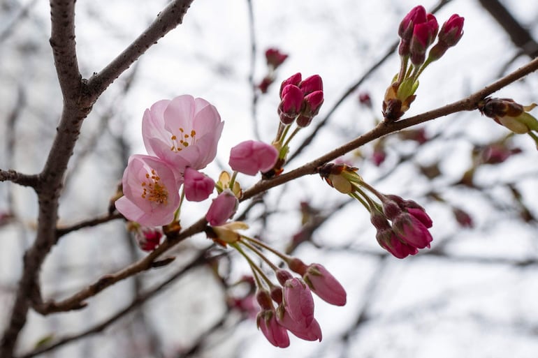 Los cerezos comienzan a florecer en Japón. Marca el inicio de la primavera en el Asia. 