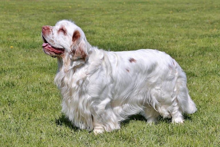 Perro de la raza Clumber spaniel.