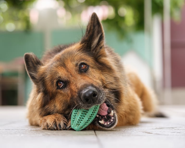 Perro pastor alemán senior.