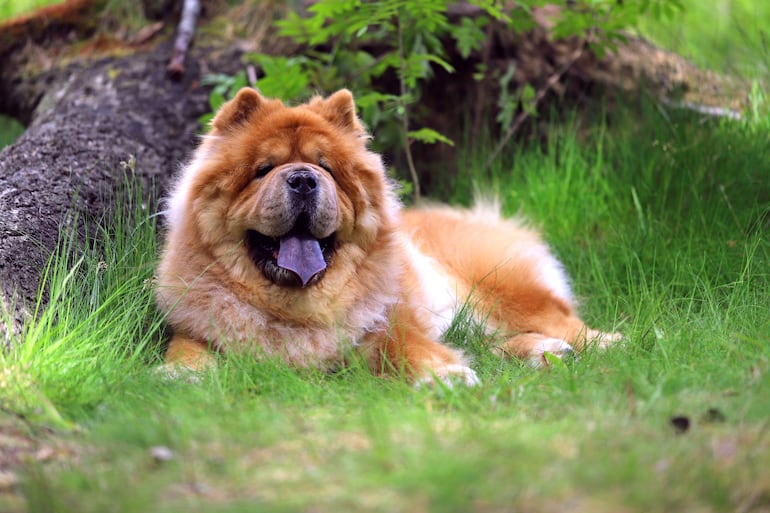 Pelaje doble en perros. Perro de la raza chow chow.