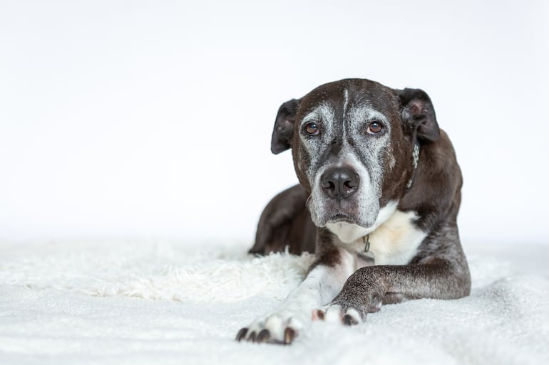 Cómo cuidar a un perro con demencia senil.