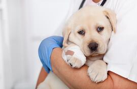 Cachorro en brazos de su veterinario.