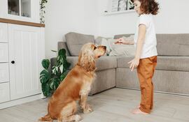 Perro en posición de "sentado" o "sit".
