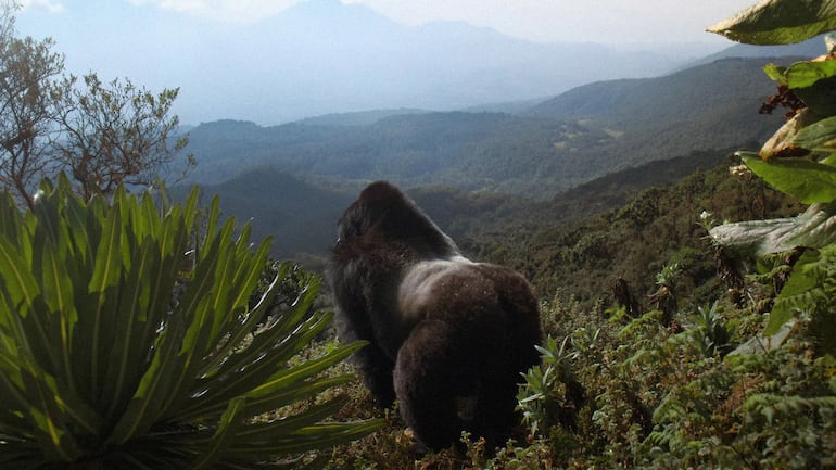 Captura de "Una historia de gorilas narrada por David Attenborough", disponible en Netflix.