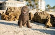 Perro de agua portugués.