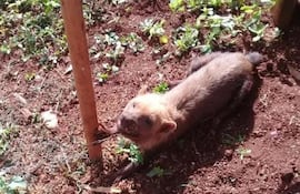 Ejemplar del jagua yvyguy, hallado en 2021 en la colonia Santa Clara y liberado en el Parque Nacional Cerro Corá.