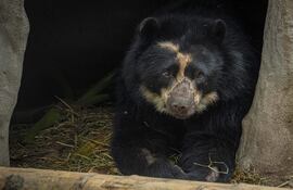 En el Zoológico de Guallabamba se encuentra Tupak, un ejemplar adulto de oso andino (tremarctos ornatus), especie en peligro de extinción, en Quito (Ecuador). Tupak está a la espera de que las autoridades de Ecuador puedan emplear un helicóptero para trasladarlo a un nuevo hogar seguro para él, alejado de zonas pobladas donde era visto por algunos campesinos como una amenaza tras comerse animales de crianza y sembríos. Este oso de anteojos, como también se le conoce a esta especie, se encuentra temporalmente acogido en el Zoológico de Quito, en Guayllabamba, pero el tiempo apremia para lograr una adecuada reinserción en su hábitat natural, según señalaron este miércoles a EFE sus cuidadores.