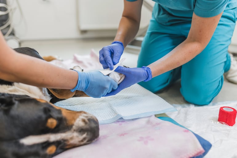 Veterinario venda a un perro lastimado.