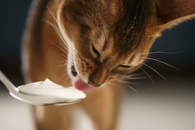 ¿Los gatos pueden comer yogur?