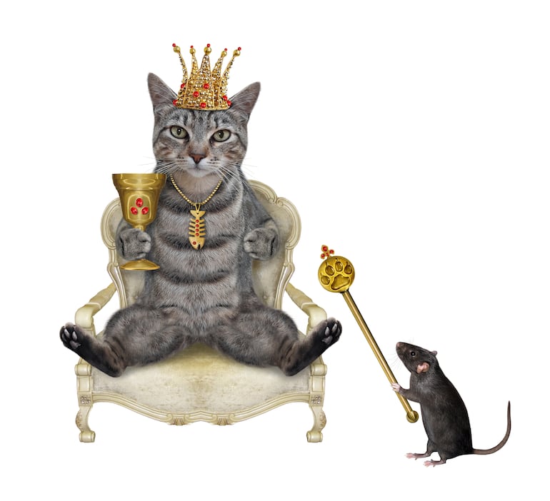 ¿Los gatos sueñan?