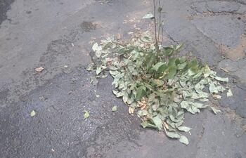 Pérdida de agua por caño roto de Essap