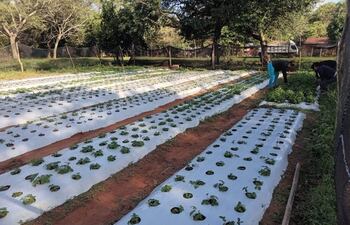 Unas 16 familias apuestan por la producción de frutilla.