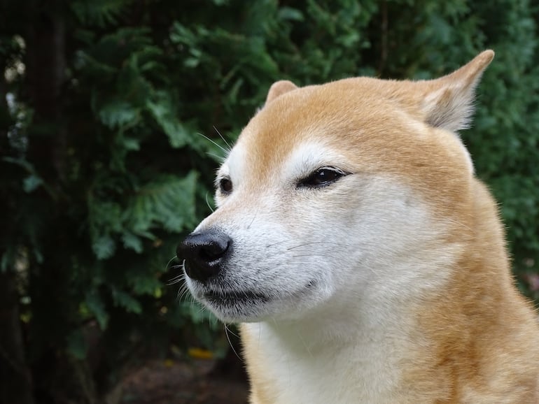 Perro de la raza Shiba inu.