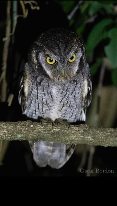 Kavure (Otus choliba), foto gentileza de Oscar Bordon, Naturaleza de Paraguay en fotografía.
