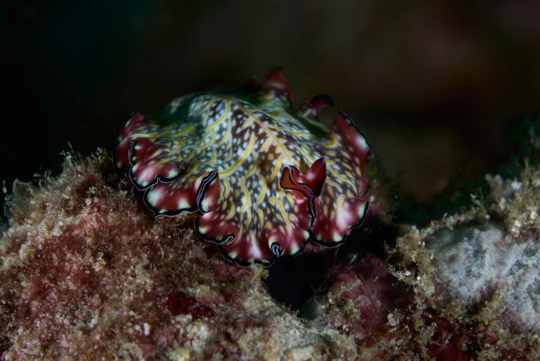 Pseudobiceros bedfordi en un arrecife en Maldivas.