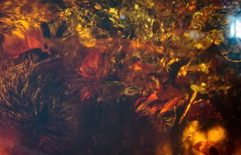 Ámbar en fotografía macro.