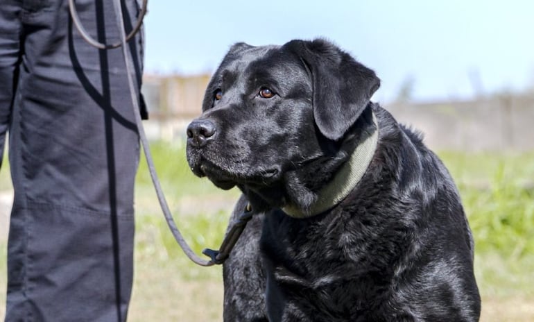Rocky, el agente canino de la Senad que será homenajeado mañana por la Junta Municipal de Asunción.