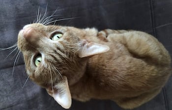 Los gatos domésticos con acceso al exterior cazan en todo el mundo 2.084 especies de animales como aves, mamíferos, insectos y reptiles, entre ellas 347 (16,65 %) sobre las que hay motivos de preocupación por su conservación.