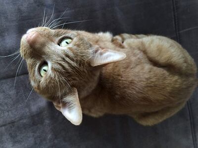 Los gatos han sido desde siempre un enigma viviente, tienen inteligencia, comprensión, entienden por señas o por palabras, son obedientes y limpios.