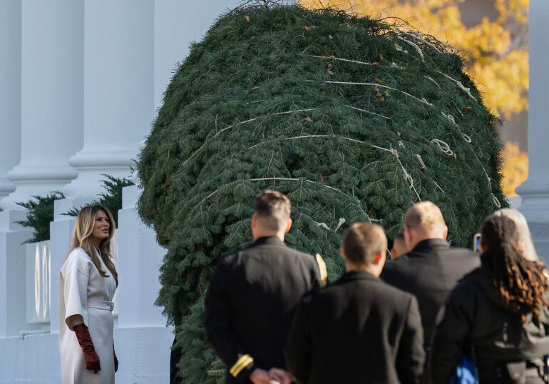 El abeto concolor de 25 pies se cultivó en Korson's Tree Farms en Sidney Township, Michigan, y se exhibirá en el Salón Azul de la Casa Blanca durante la temporada navideña. (ANDREW CABALLERO-REYNOLDS / AFP)