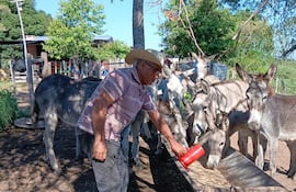 Producción y venta de leche de burra surge como rubro incipiente y novedoso en San Pablo