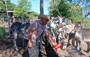 Producción y venta de leche de burra surge como rubro incipiente y novedoso en San Pablo