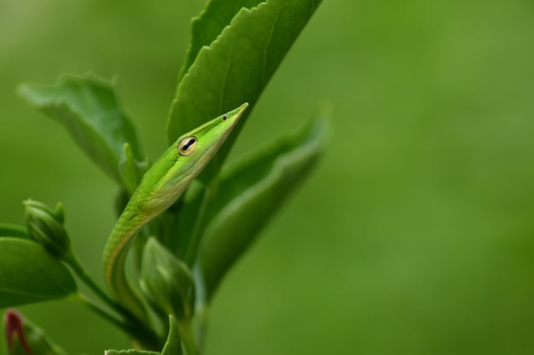 Ahaetulla nasuta o serpiente liana verde.