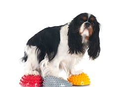 Ejercicios de propiocepción para perros.