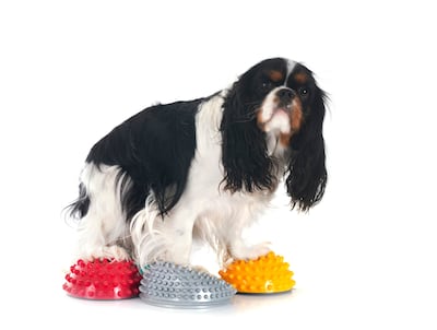 Ejercicios de propiocepción para perros.