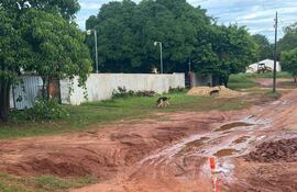 La imagen muestra un camino de tierra en mal estado, con surcos de barro y agua acumulada, que se extiende hacia el horizonte. No hay personas visibles en la escena. A la izquierda, se observa una pared de ladrillo y parte de un edificio, posiblemente habitacional, con aire acondicionado en su fachada. Al fondo, se ven palmeras que sugieren un ambiente parcialmente rural.
El suelo está cubierto de hojas y barro, lo que indica una reciente lluvia o mal drenaje en la zona. No hay identificadores de un equipo de fútbol, ni textos visibles que aporten información adicional. La escena parece reflejar problemas de infraestructura en una área residencial o rural, pero no incluye elementos noticiosos específicos. El ambiente es exterior y muestra una situación de abandono o falta de mantenimiento.